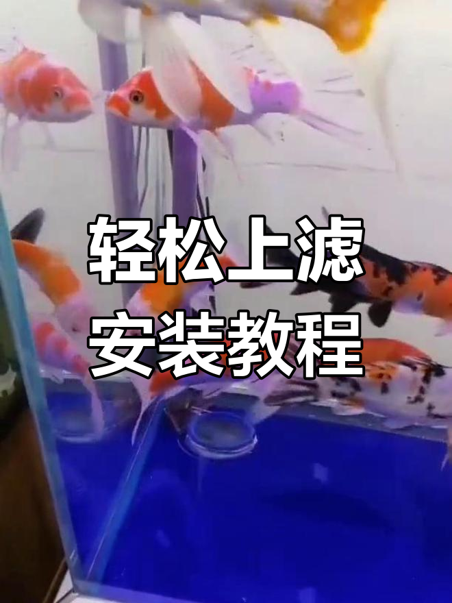 上滤安装全攻略,简单步骤教你搞定鱼缸过滤