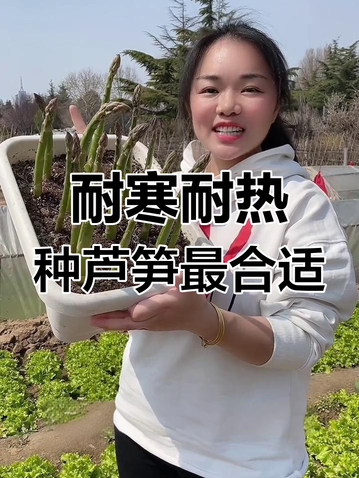 芦笋:多年生草本,南北皆宜的优质蔬菜