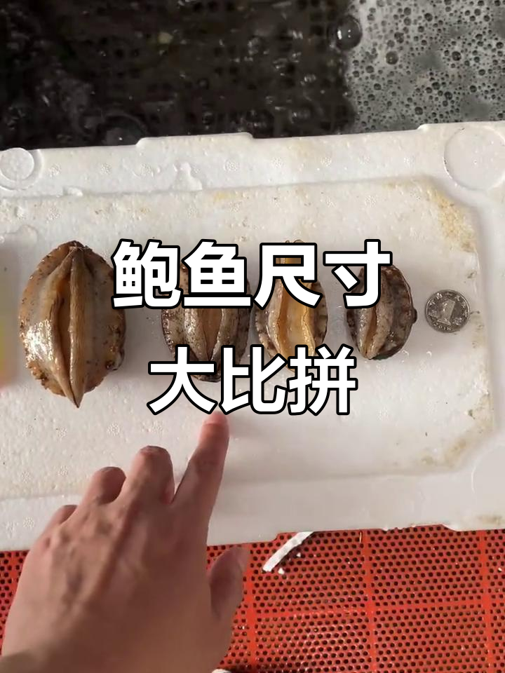 鲍鱼大小对比:六头与十五头的差距