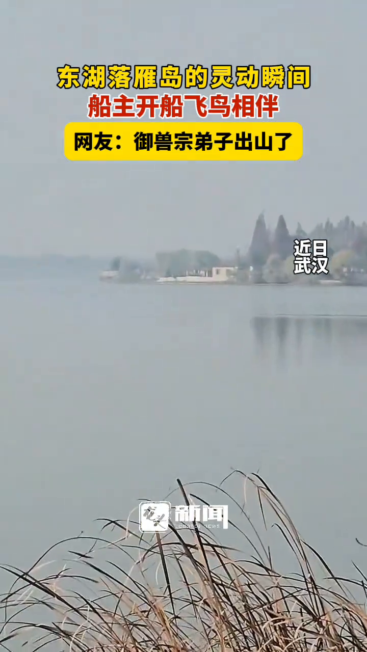 东湖落雁岛的灵动瞬间,船主开船飞鸟相伴