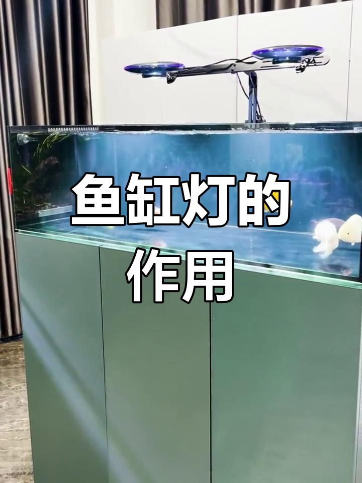 鱼缸灯光选择指南:如何根据不同鱼类调整光照