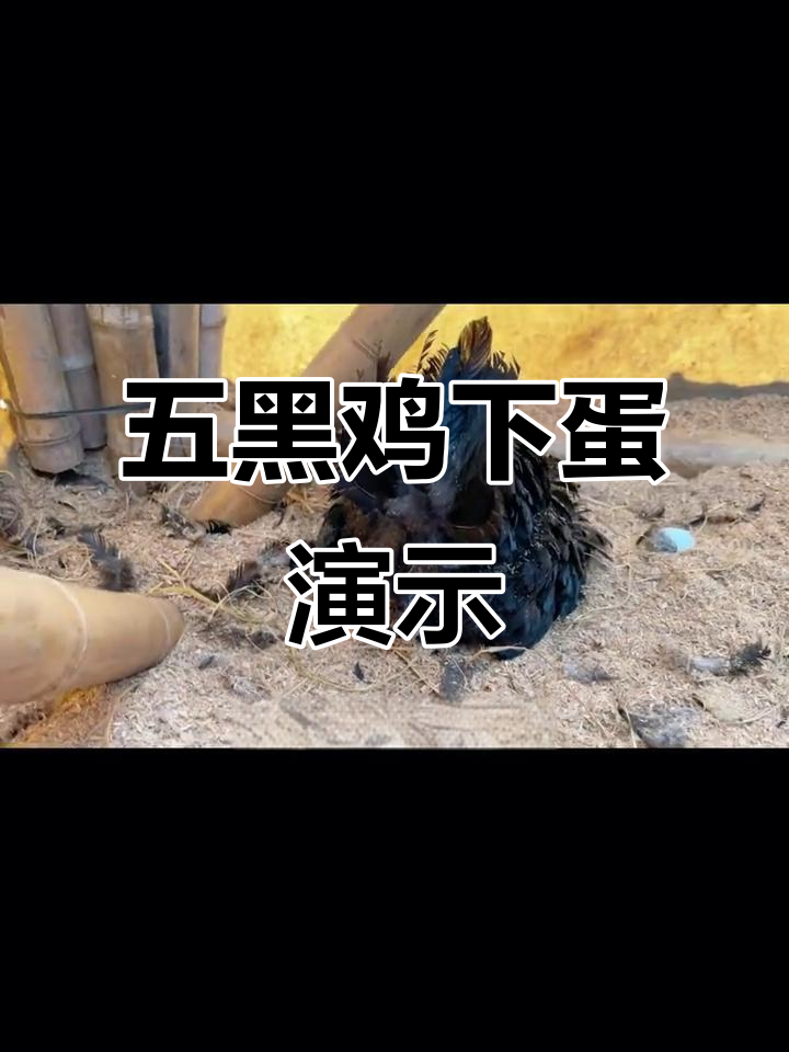 五黑鸡下蛋全过程,竟然这么有趣!
