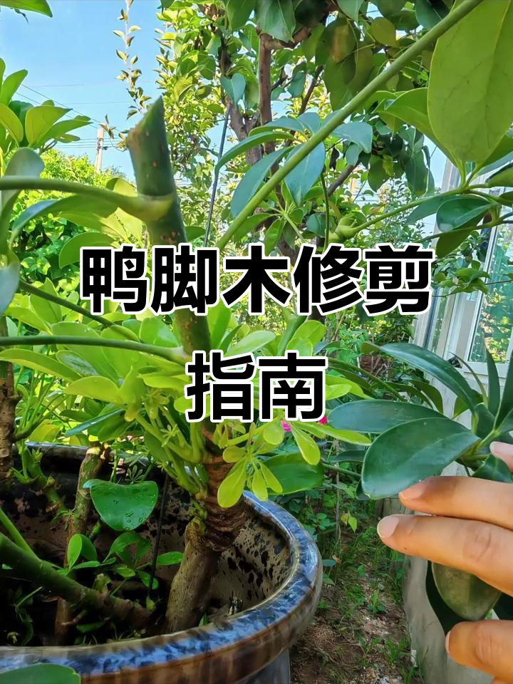 鸭脚木修剪技巧,打造完美造型