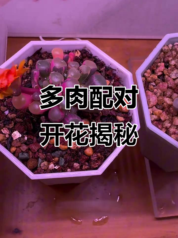 多肉开花授粉全过程，结果竟然这么神奇！