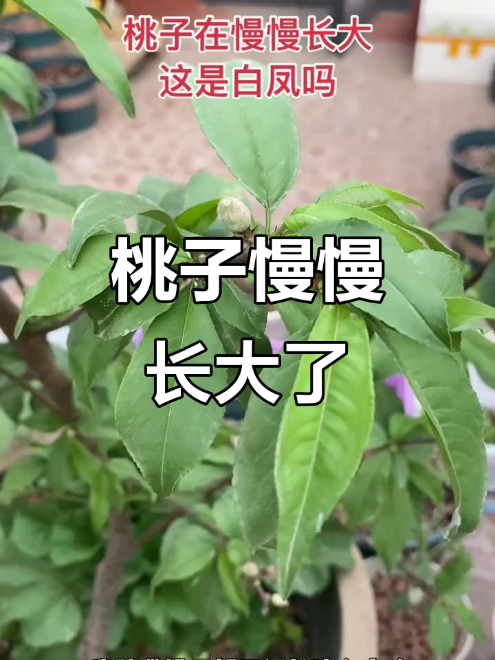 白凤水蜜桃逐渐长大,品种确认无误!