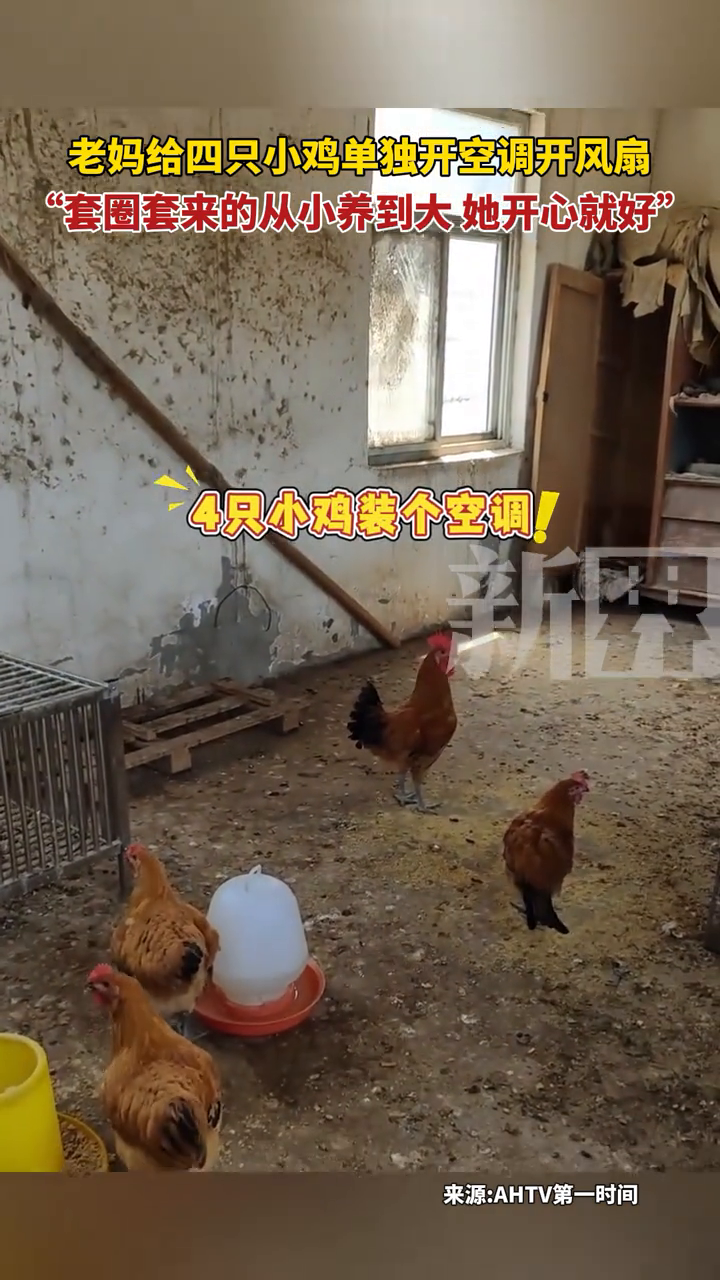 老妈给四只小鸡单独开空调开风扇,套圈套来的从小养到大