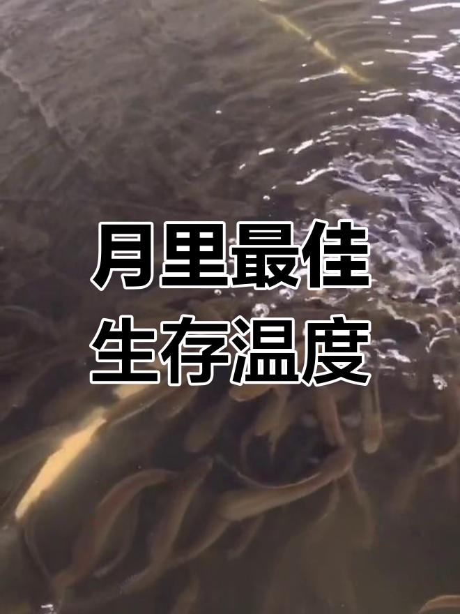 七星鱼最适宜生长水温是多少?了解温度对它的影响