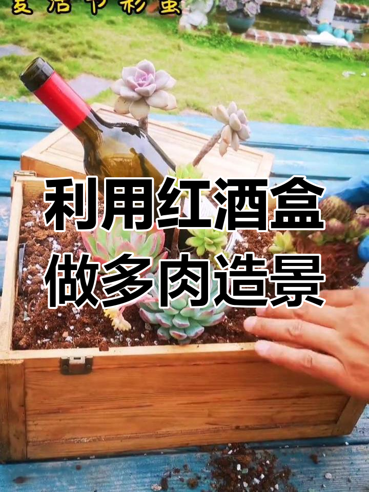 红酒盒变废为宝,打造多肉植物景观