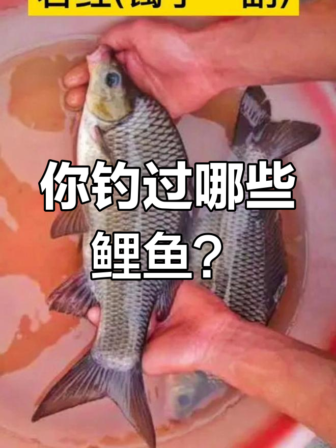 鲤鱼种类大揭秘,钓友必看!
