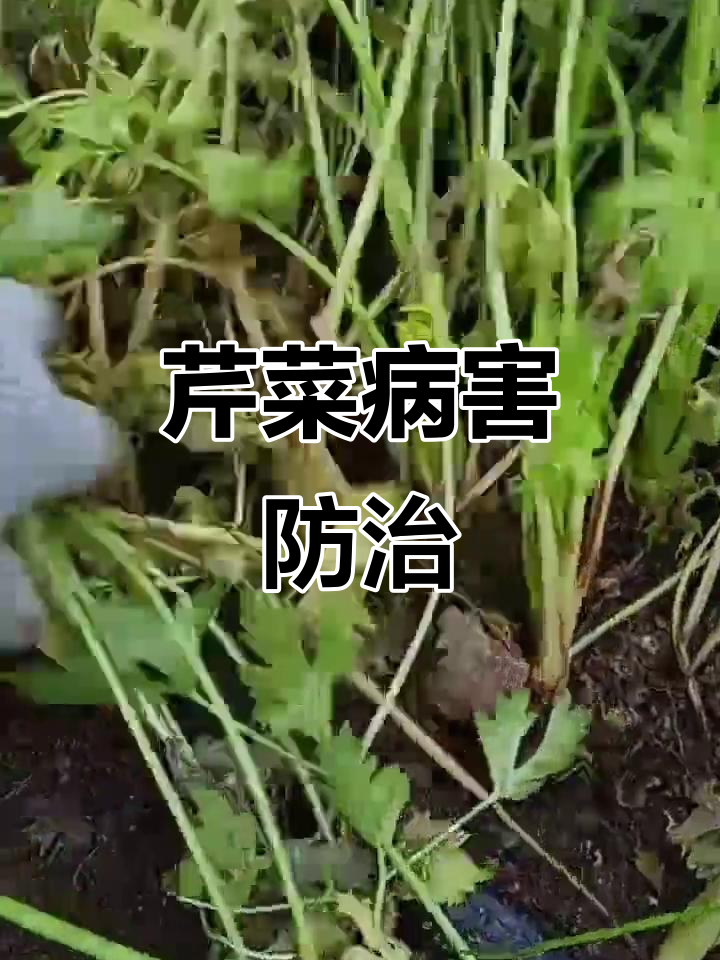 芹菜病害频发，管理技巧全揭秘