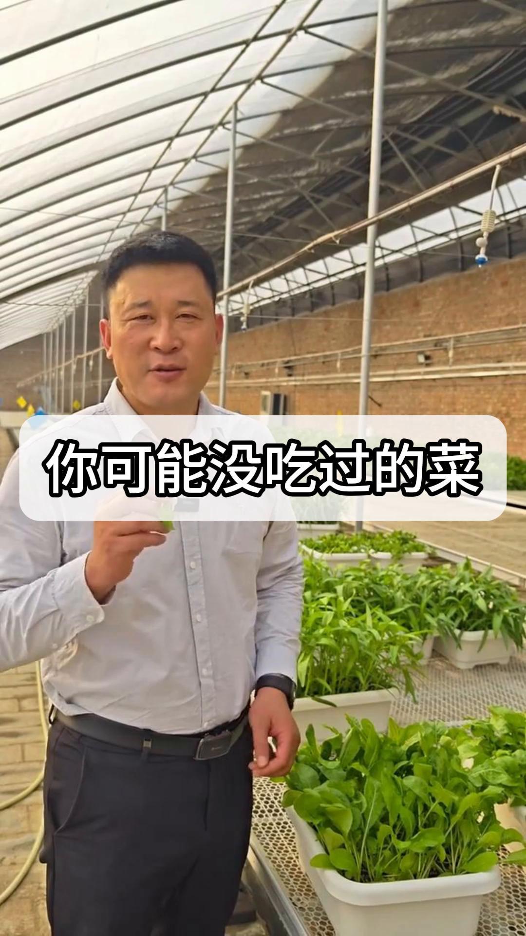 你可能没吃过的菜,臭菜