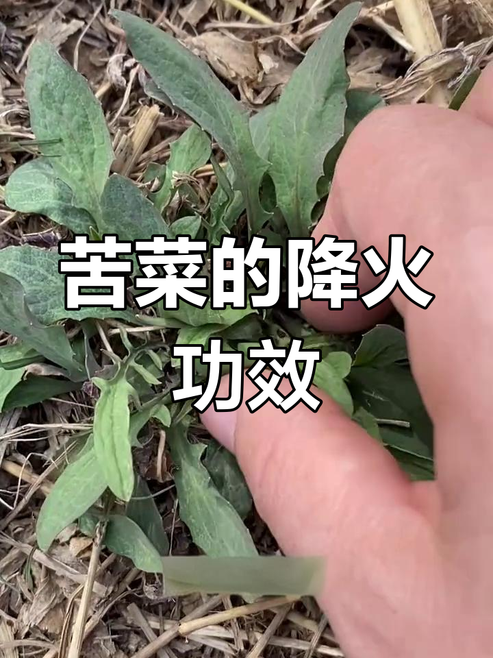 苦菜虽苦,却能降火,常上火的人可试试