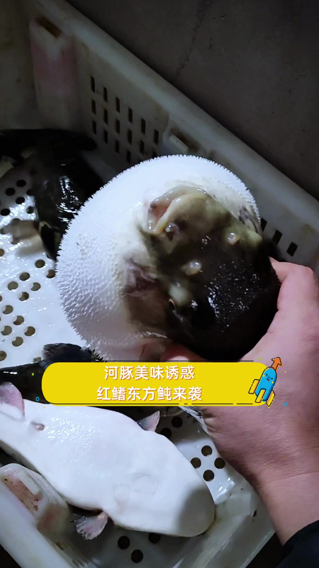 河豚美味诱惑,红鳍东方鲀来袭