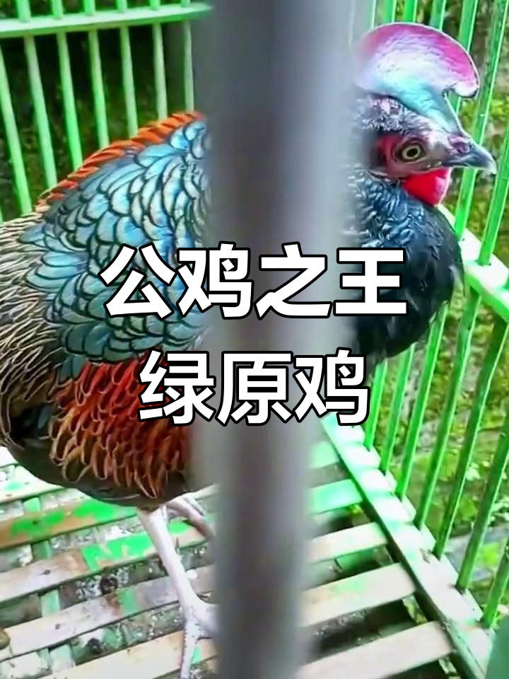 绿原鸡:公鸡中的王者,战斗力爆表
