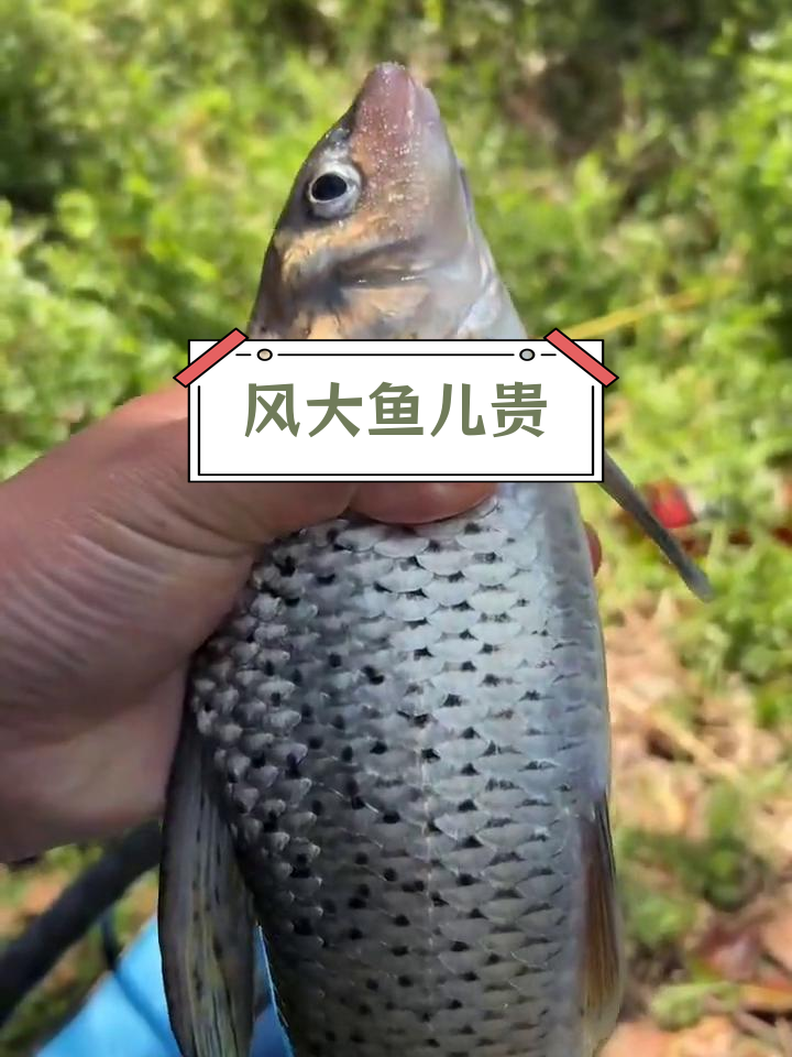 激浪鱼与花骨鱼的秘密,400元一斤的钓鱼乐趣