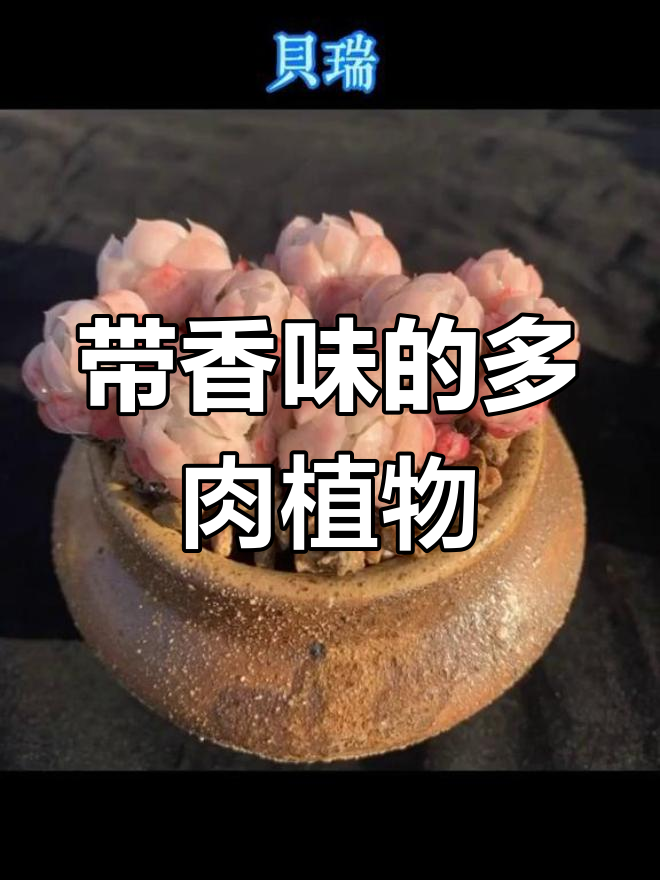 8种自带香味的神奇多肉,你绝对没见过!