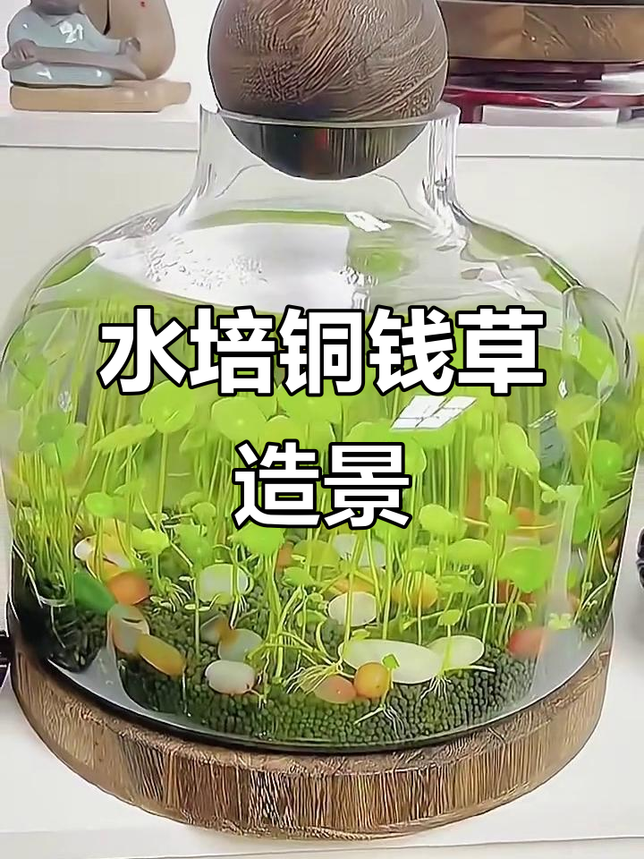 鱼缸水培铜钱草，打造自然景观