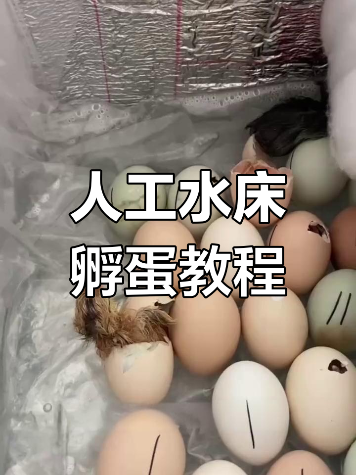 水床孵化小鸡全攻略