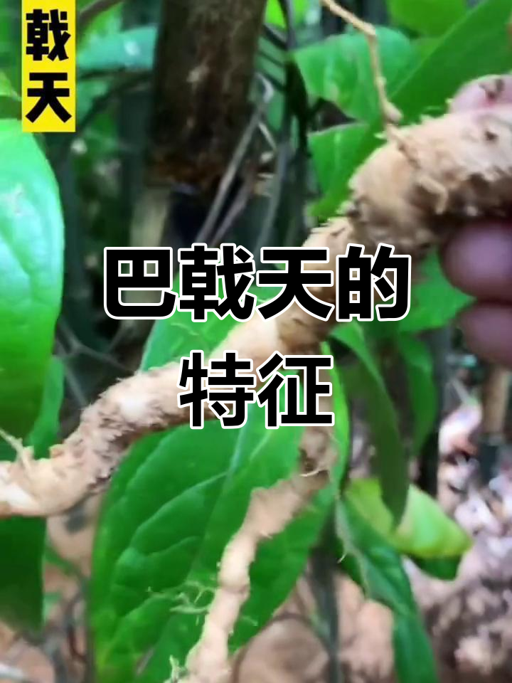 巴戟天,茜草科植物根茎,紫红色断面