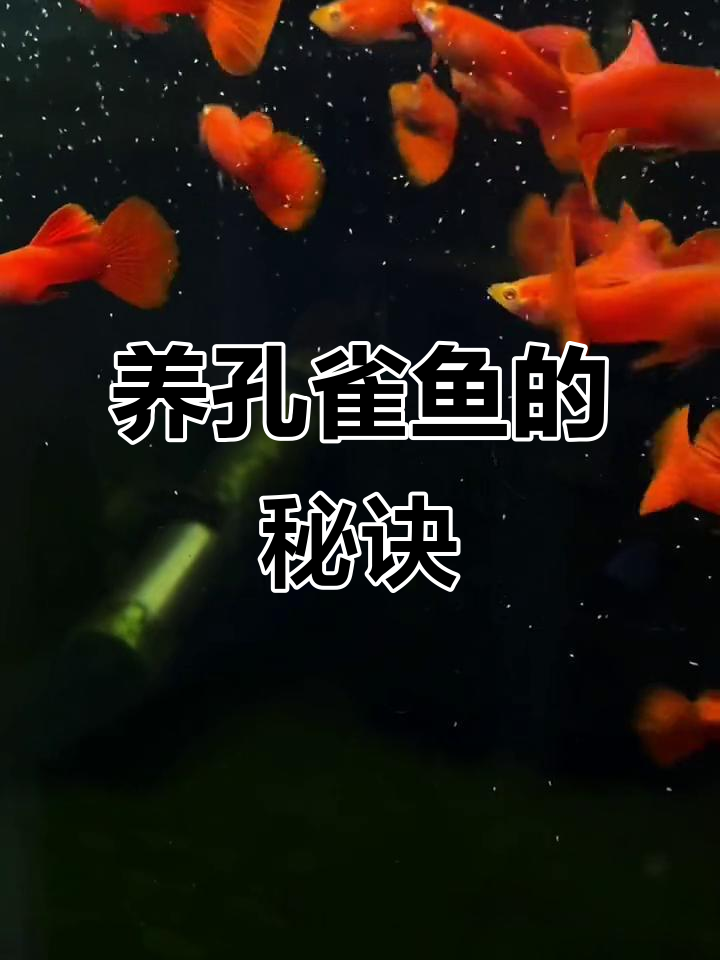 只要养好一种孔雀鱼,其他品种也能轻松上手!