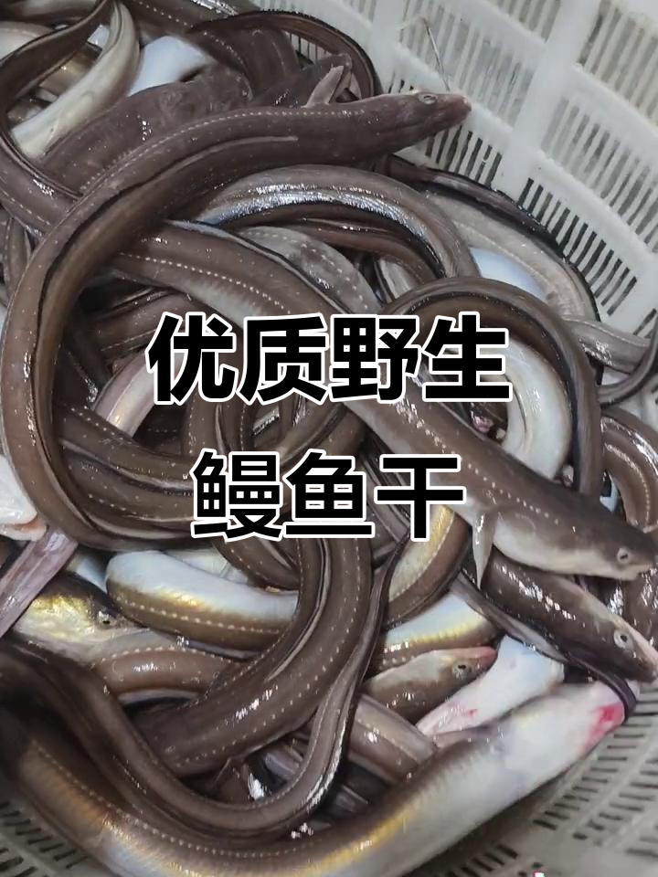 野生鳗鱼干品质如何?晒出精品,拒绝冷冻货