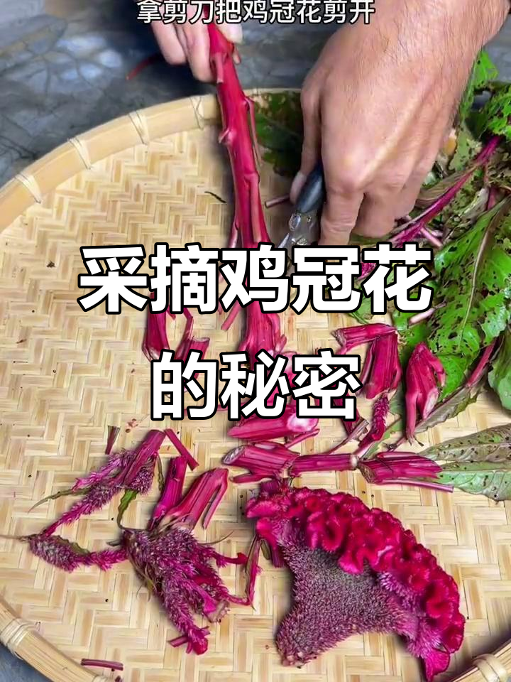 农村的鸡冠花,你见过吗?花朵像公鸡的红帽