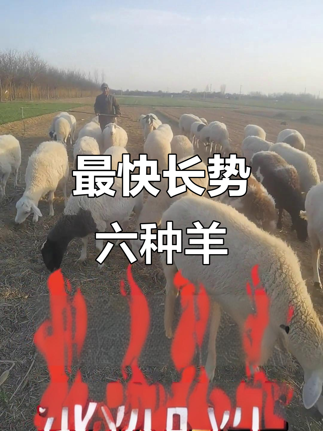 六大最适合农村养殖的羊种,生长迅速效益高