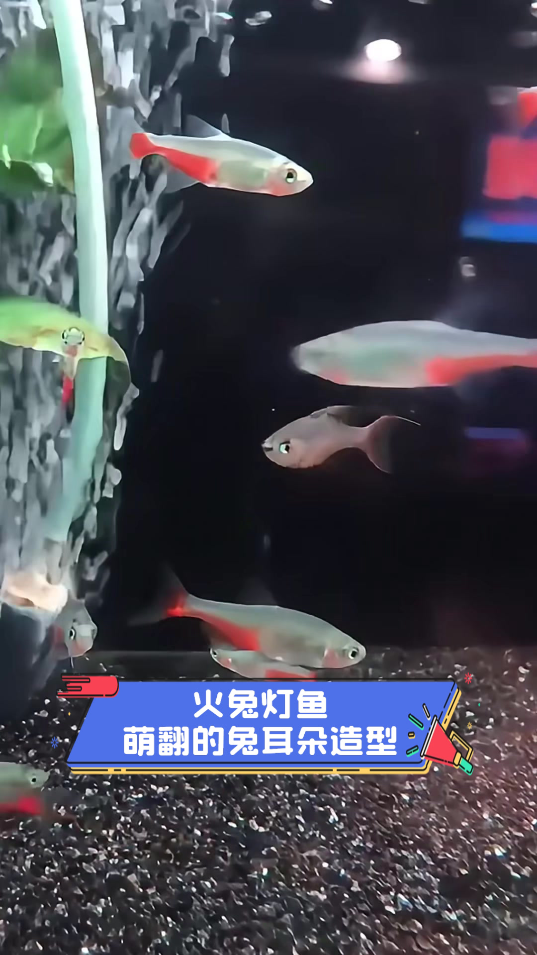 火兔灯鱼,萌翻的兔耳朵造型
