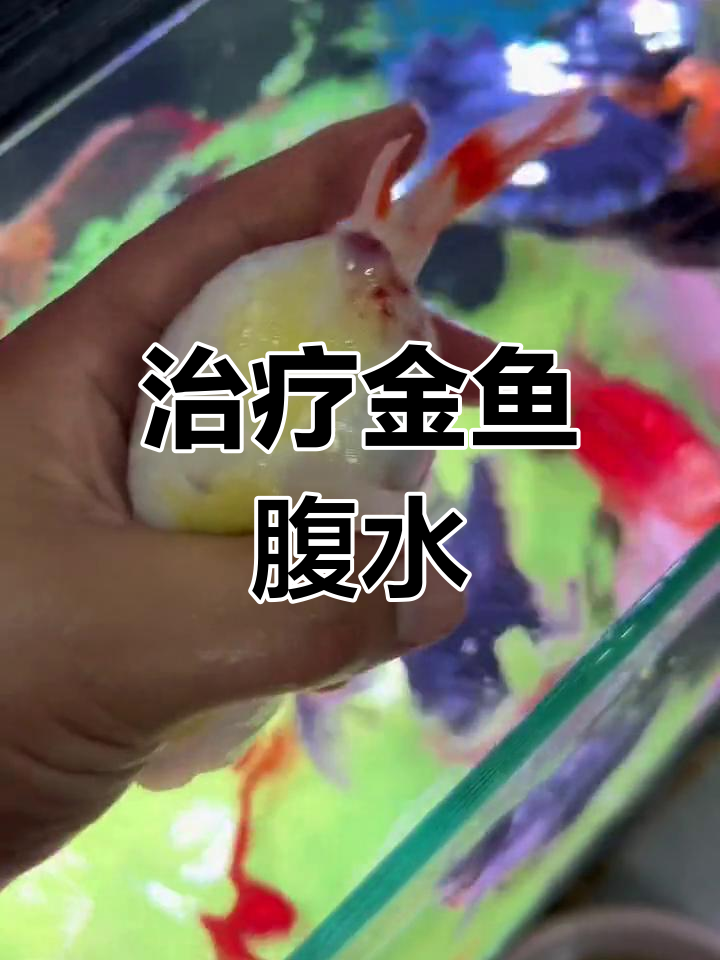 兰寿金鱼肠炎腹水治疗全攻略