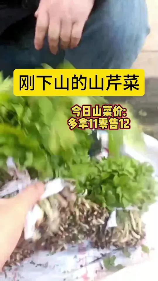 临江刚下山的山芹菜,嘎嘎新鲜,价格也挺合适包圆价11