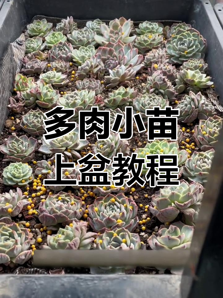 春季多肉小苗上盆技巧,轻松配土步骤全解析