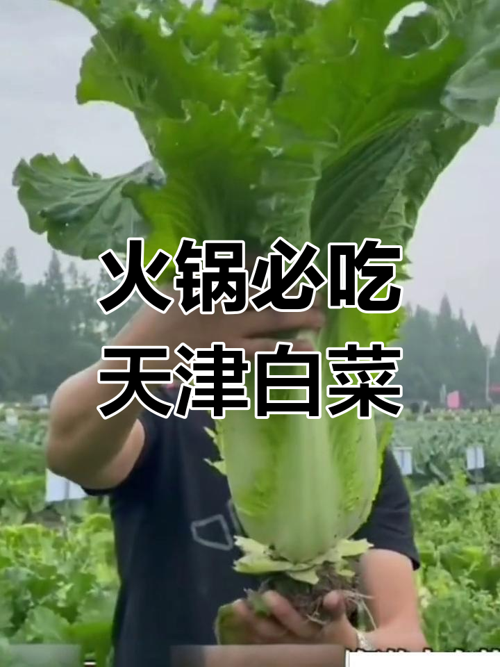 天津青麻叶大白菜,火锅必备美味!