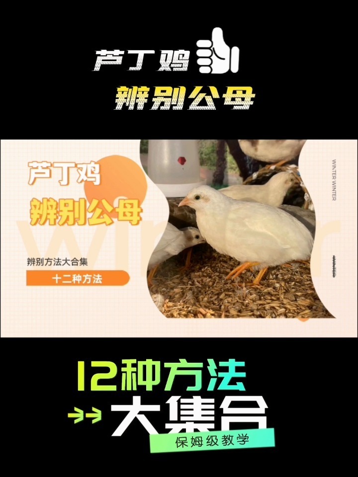 12种方法辨别芦丁鸡公母