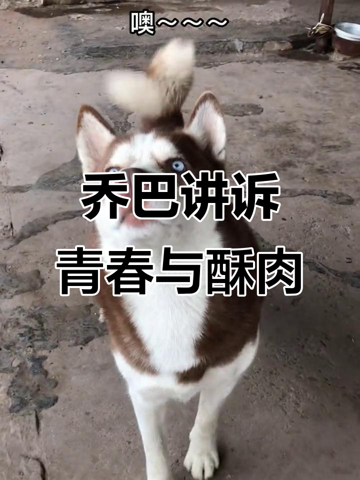 乔巴的青春故事:从铜锣湾到公交车,酥肉引发的回忆