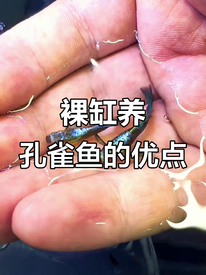 为什么裸缸养孔雀鱼更健康？避免这些常见错误