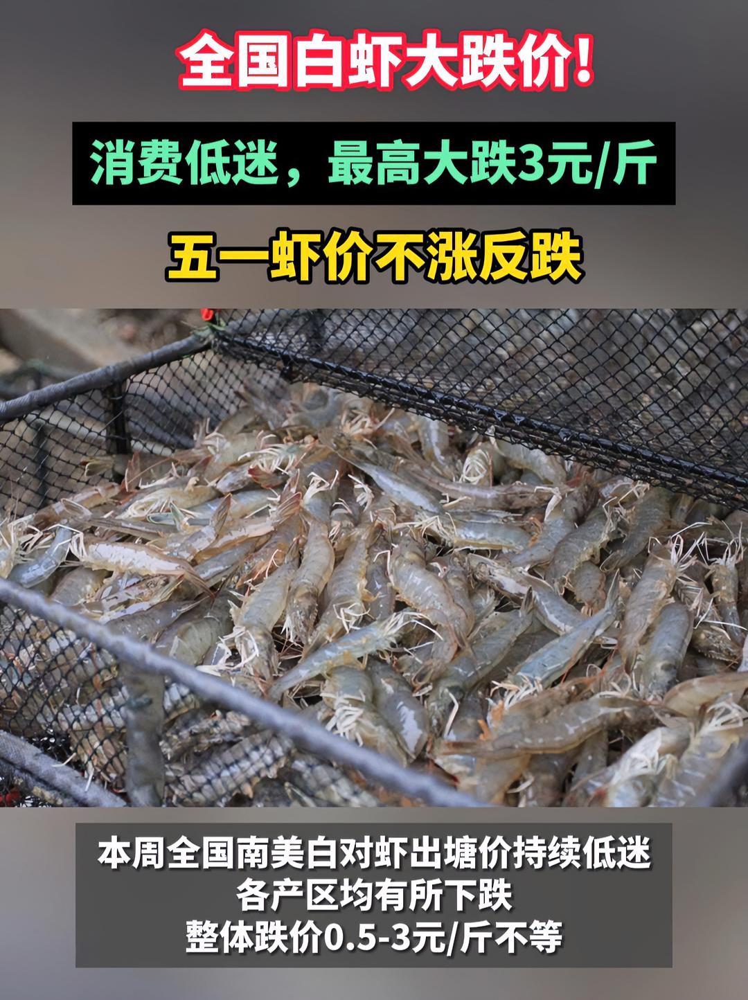 全国白虾大跌价!消费低迷,五一虾价不涨反跌!南美白对虾 水产养殖 三农