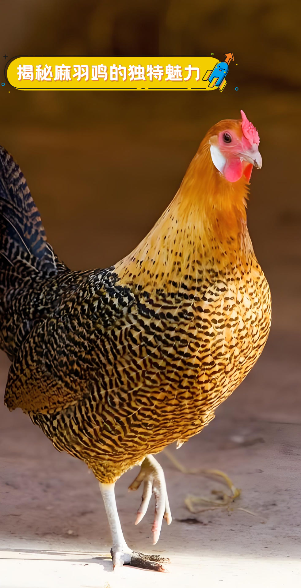 揭秘麻羽鸡的独特魅力