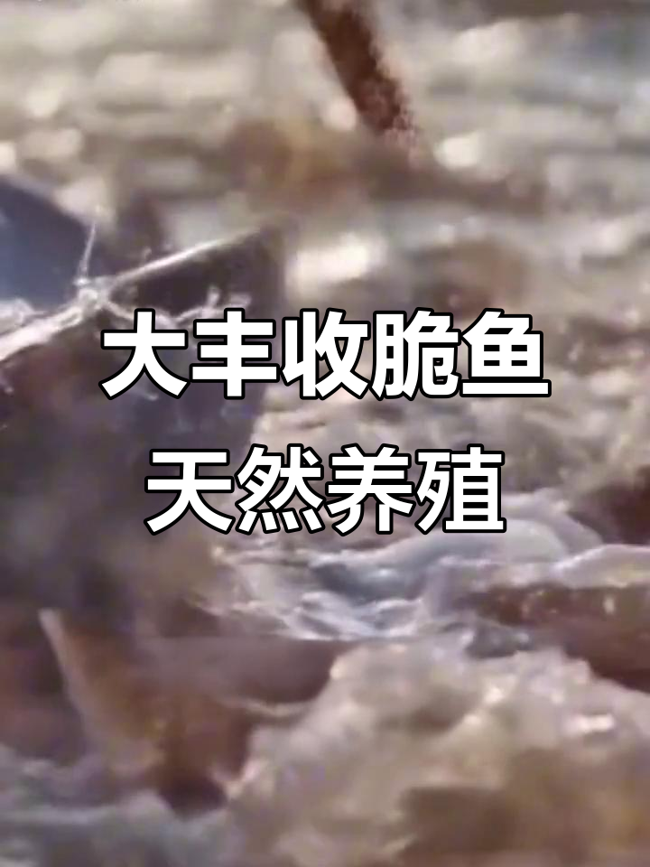 广东中山大丰收脆鱼,活水养殖保证鲜美!