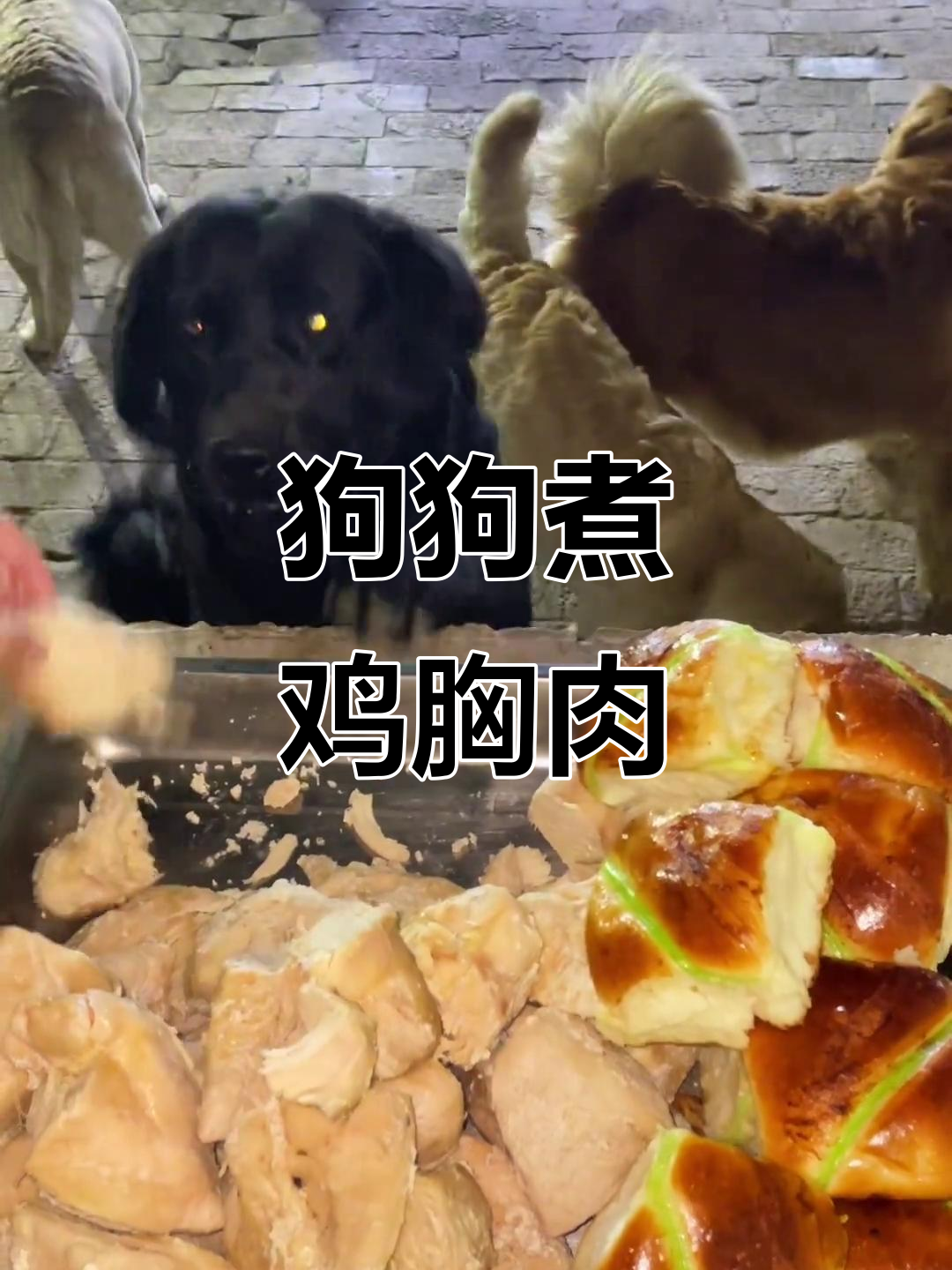 狗狗们的鸡肉大餐，小面包也来啦！