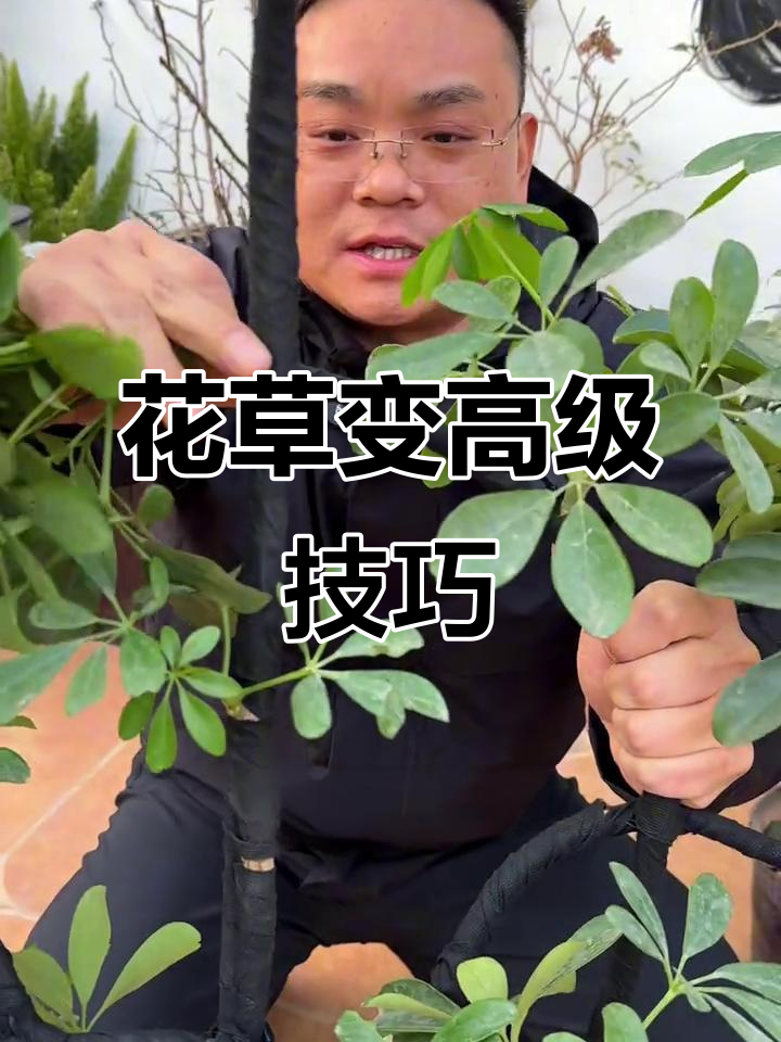 教你如何让鸭脚木、君子兰和多肉变得更高级,简单步骤搞定造型