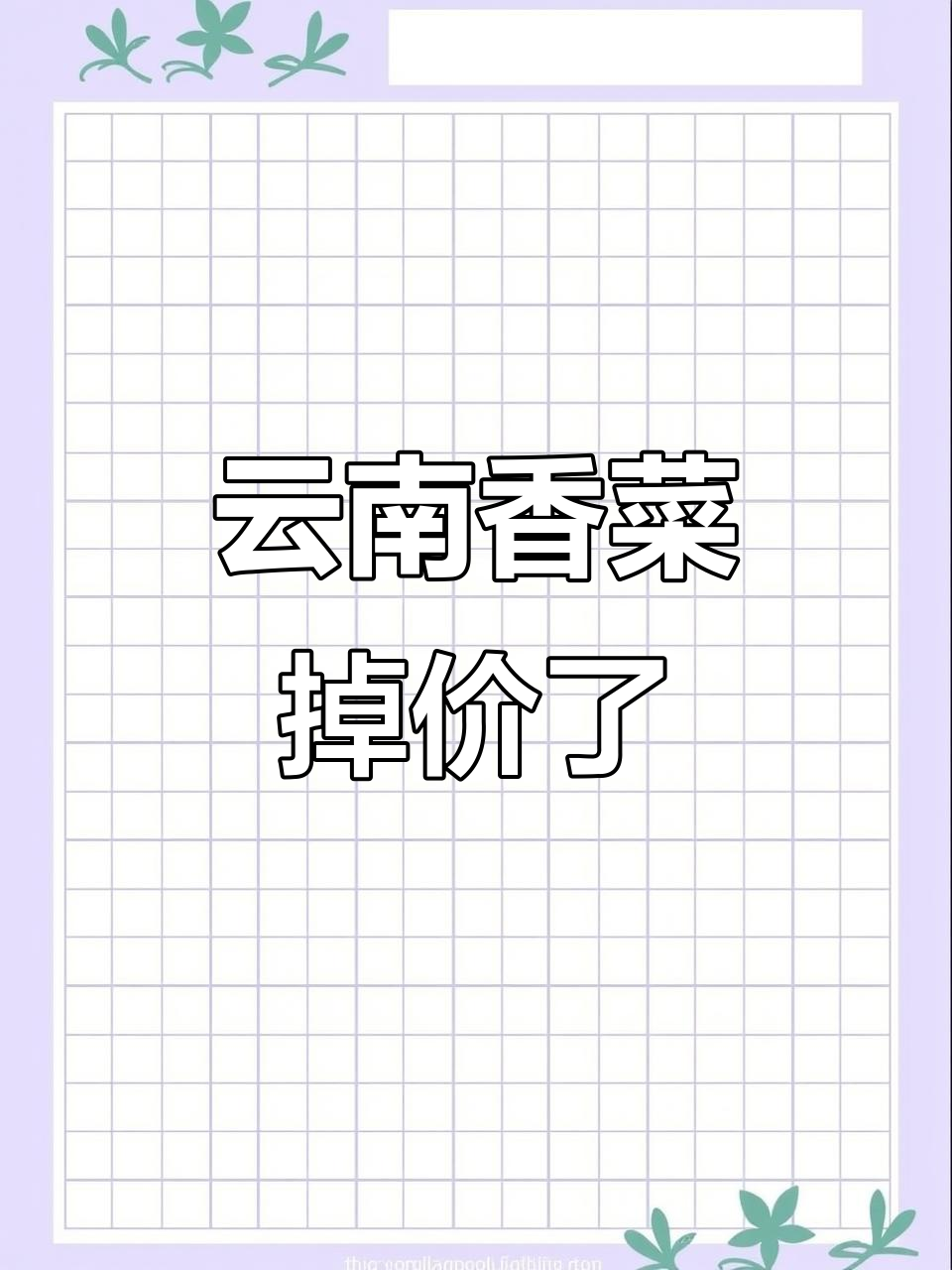 云南香菜大降价,价格实惠随便卖