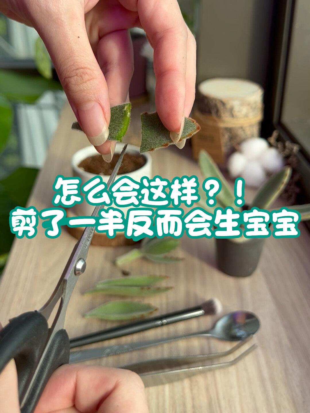 多肉新手篇|还不知道如何繁殖的看过来