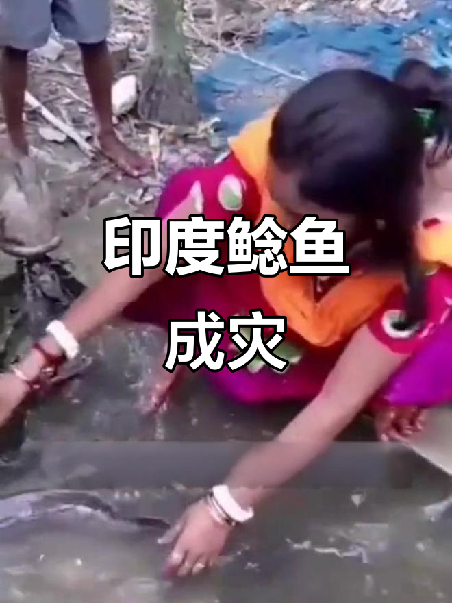 印度人快疯了!这种鲶鱼泛滥成灾,竟然成了他们的噩梦