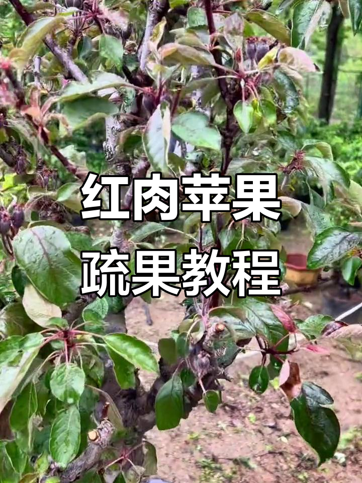 红肉苹果疏果技巧,教你如何让果子长得更大