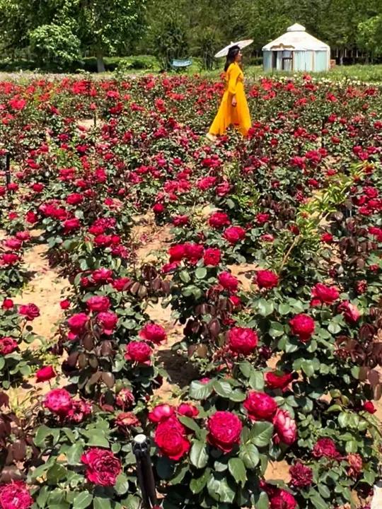 初夏限定版浪漫!济南鲜花港景区免费花海抢先看 济南鲜花港景区的万平月季和柳穿鱼已进入全盛期