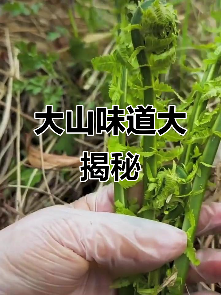 东北大山里的美味野菜,黄瓜香、牛毛果一网打尽