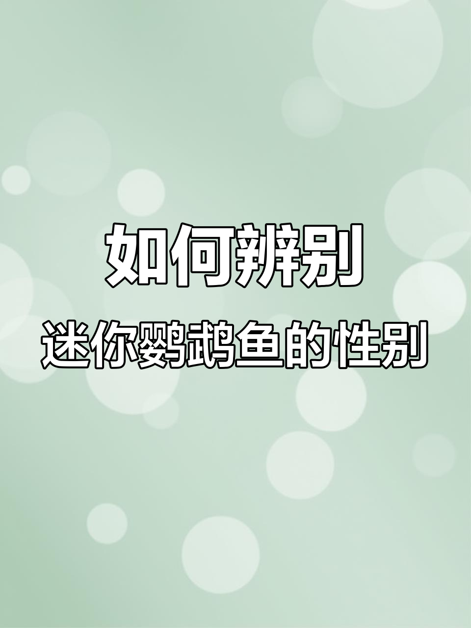 迷你鹦鹉鱼公母分辨技巧,教你如何区分