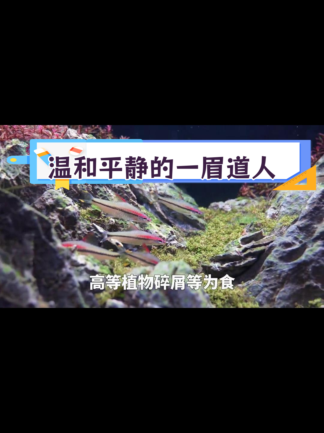 一眉道人鱼:草缸中的温和王者