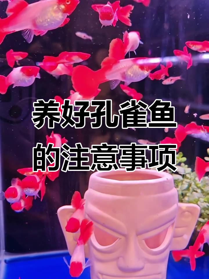 鸿运当头孔雀鱼养殖技巧:温度、喂食与混养全攻略