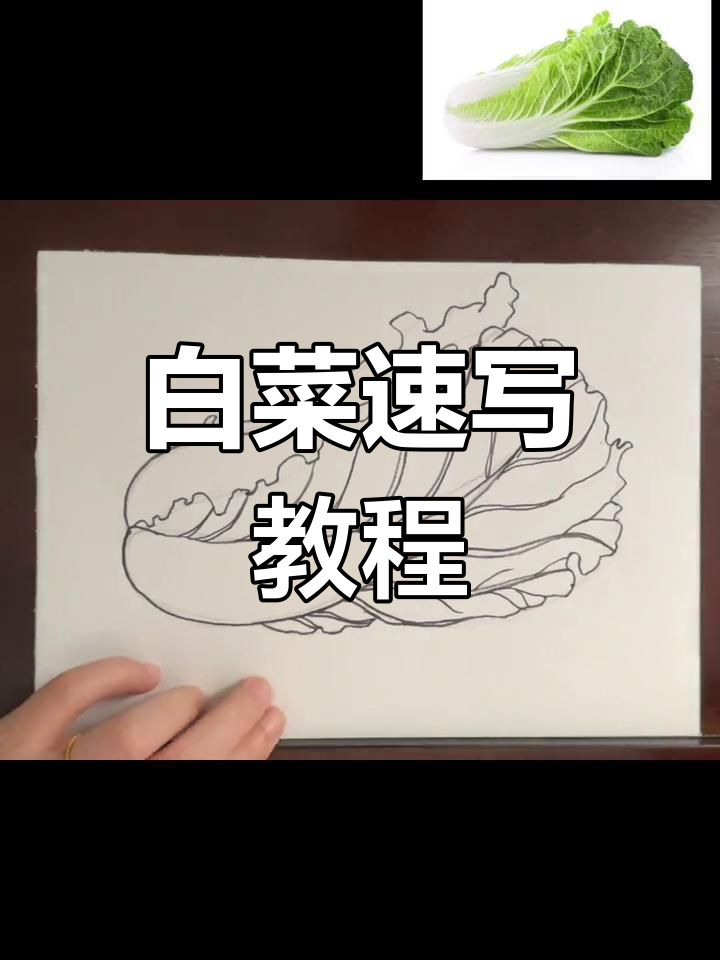 简单步骤教你画白菜，线描技巧轻松上手